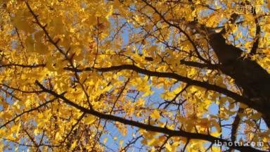 秋季银杏树